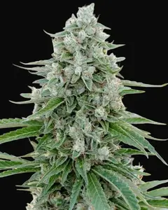 Critical Mango