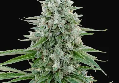 Critical Mango