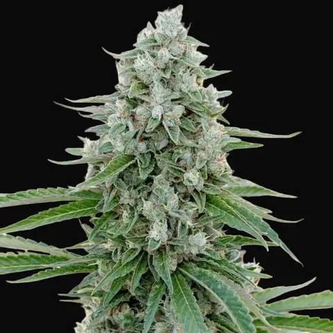 Critical Mango