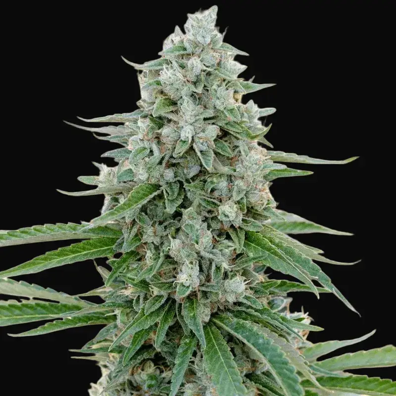 Critical Mango