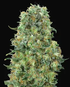 Critical Mass