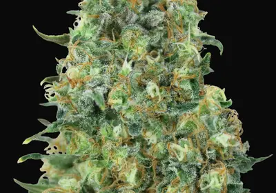 Critical Mass