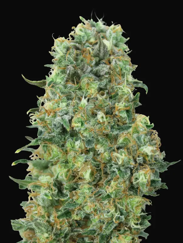 Critical Mass