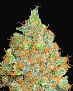 Critical Mass