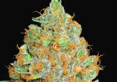 Critical Mass