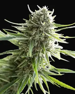 Critical Mass CBD