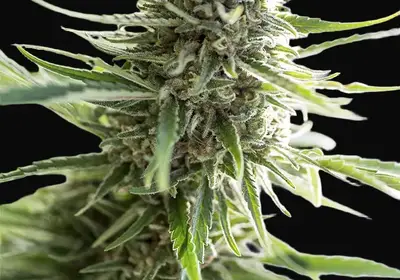Critical Mass CBD