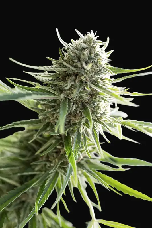 Critical Mass CBD