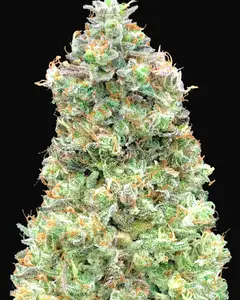 Critical Mass Fast