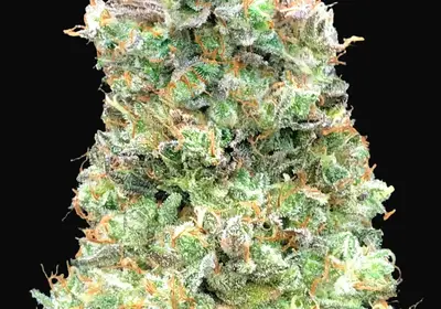 Critical Mass Fast
