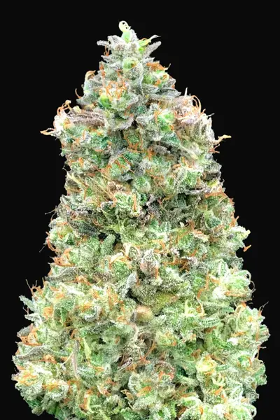 Critical Mass Fast