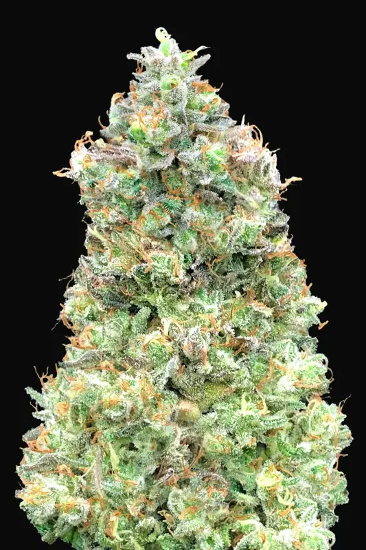 Critical Mass Fast