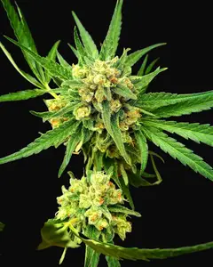 Critical Mass
