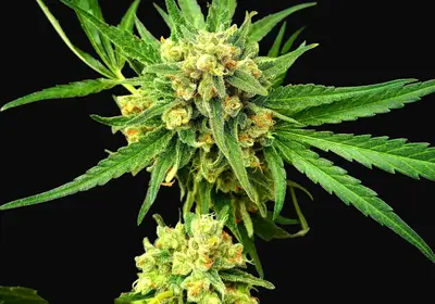 Critical Mass