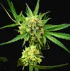 Critical Mass