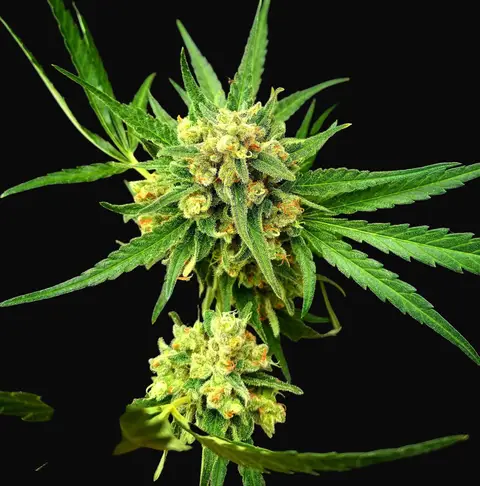 Critical Mass