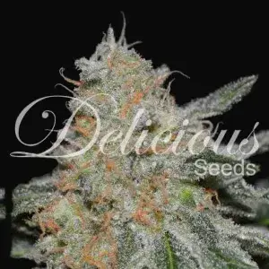 Critical Neville Haze 2.0