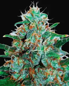 Critical Neville Haze Auto