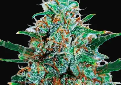 Critical Neville Haze Auto