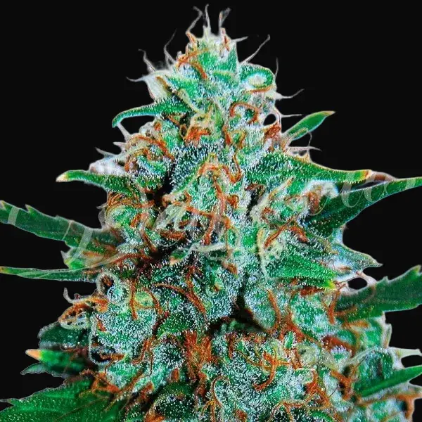 Critical Neville Haze Auto