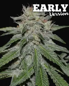 Critical Neville Haze - Early Version