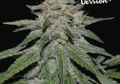 Critical Neville Haze - Early Version