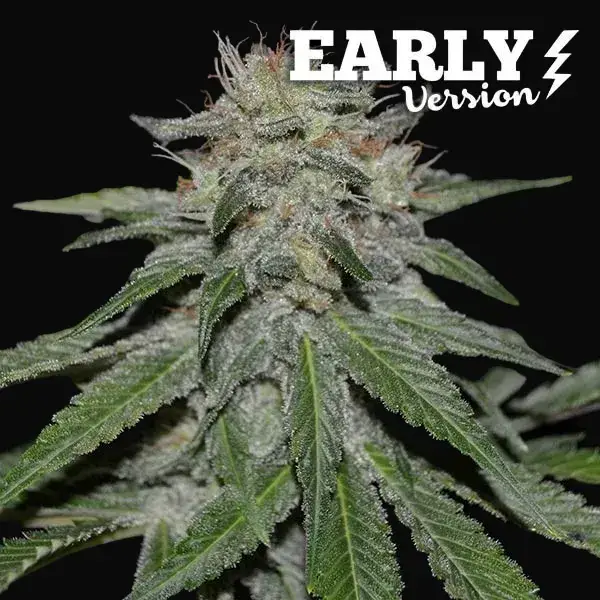 Critical Neville Haze - Early Version