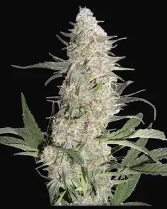 Critical Orange Punch