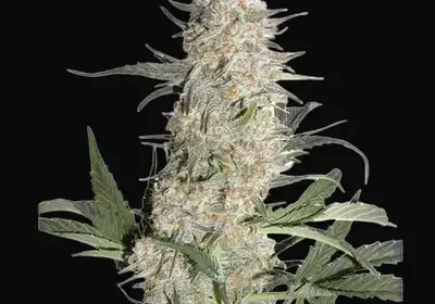 Critical Orange Punch