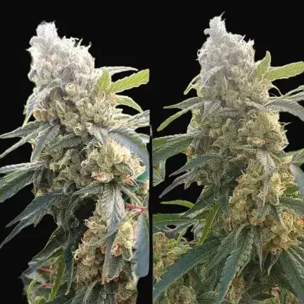 Critical Orange Punch — zdjęcie 3