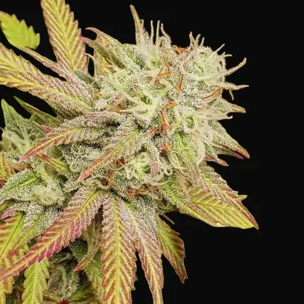 Critical Orange Punch — zdjęcie 4