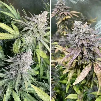 Critical Orange Punch — zdjęcie 2
