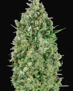 Critical Poison