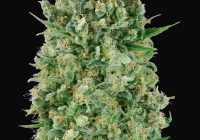 Critical Poison