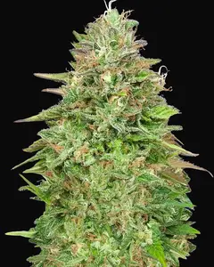Critical Poison Fast Version