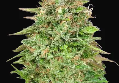 Critical Poison Fast Version