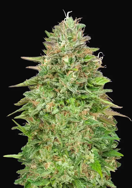 Critical Poison Fast Version