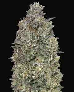 Critical Purple Kush