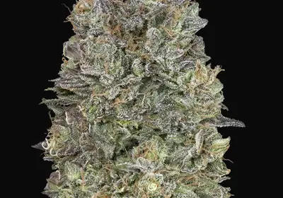 Critical Purple Kush