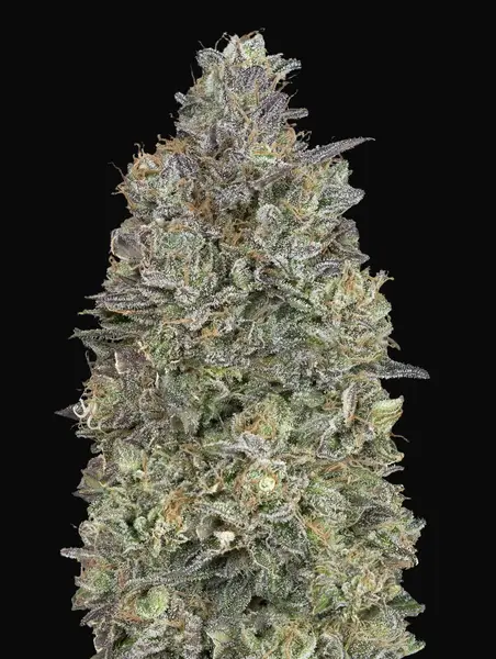Critical Purple Kush