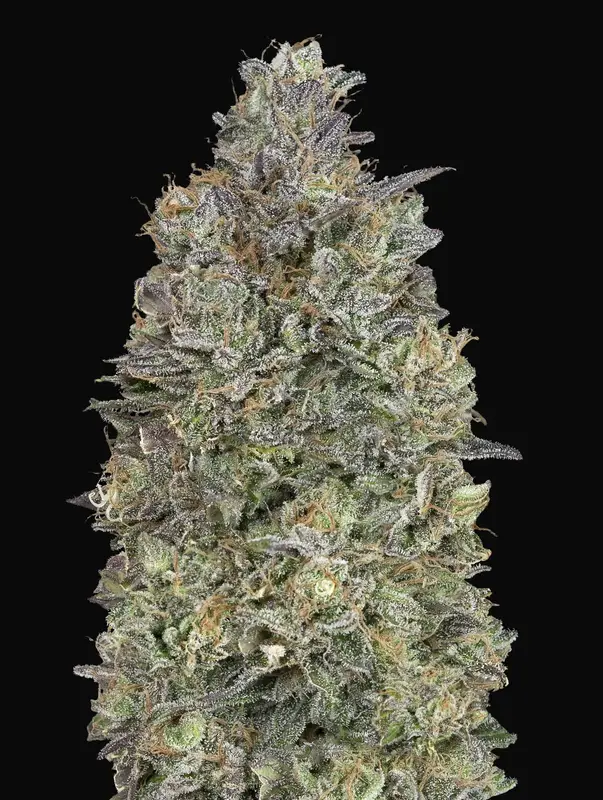 Critical Purple Kush