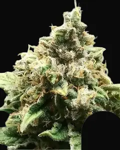 Critical Regular