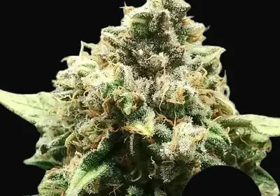 Critical Regular