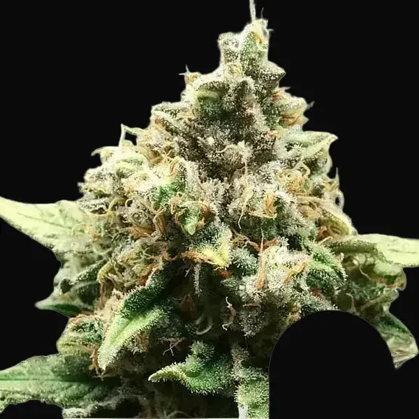 Critical Regular