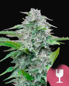 Critical