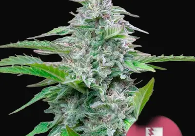 Critical
