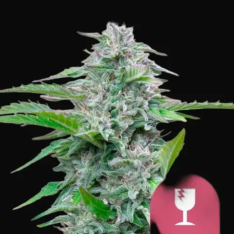 Critical