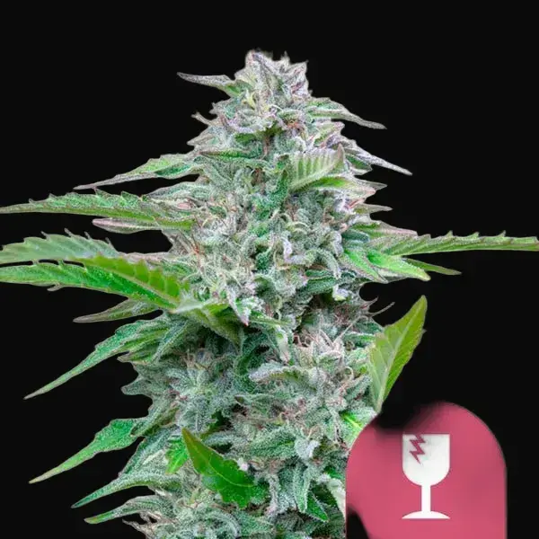 Critical