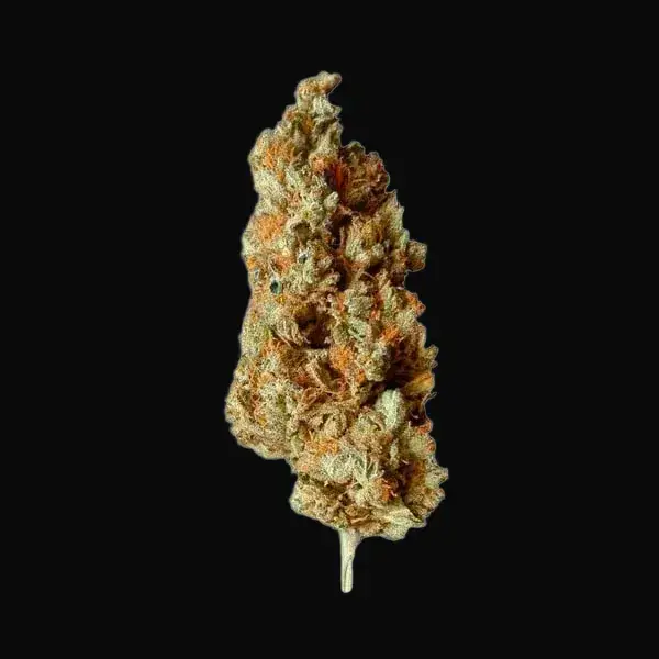 Critical — zdjęcie 2