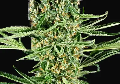 Critical Runtz Feminized